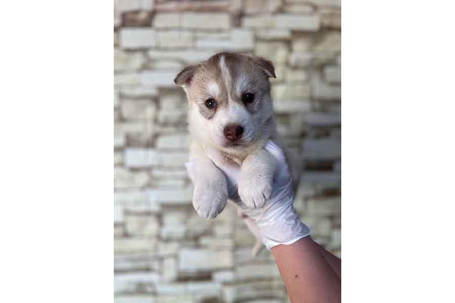 片手で収まる小さなきなこちゃん【写真提供：きなこ。（@At_sign_0510）さん】