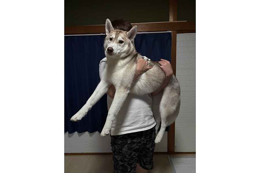 抱えかかえきれないほどに成長したきなこちゃん【写真提供：きなこ。（@At_sign_0510）さん】