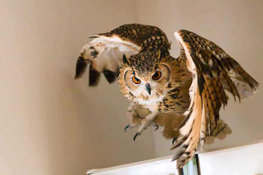 かっこいいフクロウに成長したガルーくん【写真提供：げんさんとガルー（@Gen3Act03）さん】