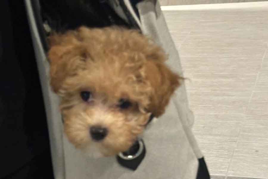 キャリーバッグから顔を出し、お出かけを楽しむからあげちゃん【写真提供：からあげという犬（@karage_toiu_inu）さん】