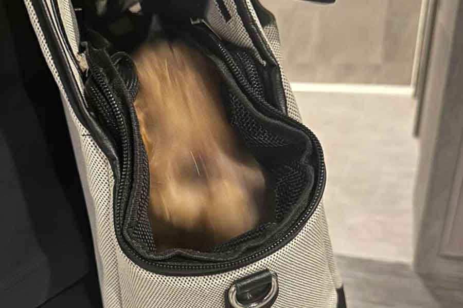 いぬの存在を確認すると素早く隠れるからあげちゃん【写真提供：からあげという犬（@karage_toiu_inu）さん】