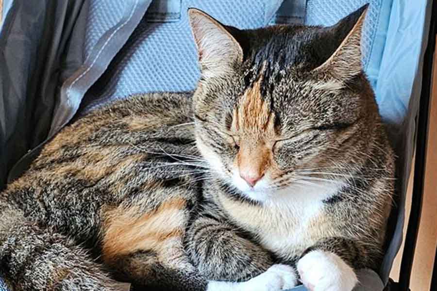 予想外の場所でくつろぐ、ねこさん【写真提供：Kazu.net@norway（@WalkingtheNorth）さん】