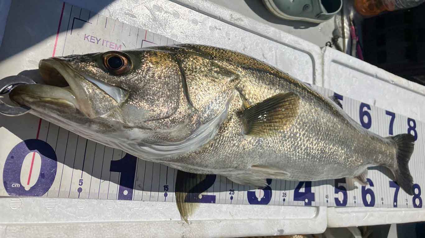 普段楽しむ釣りでは大物のシーバスもヒット【写真提供：出雲の釣り人“わや”（@turiaka0320）さん】
