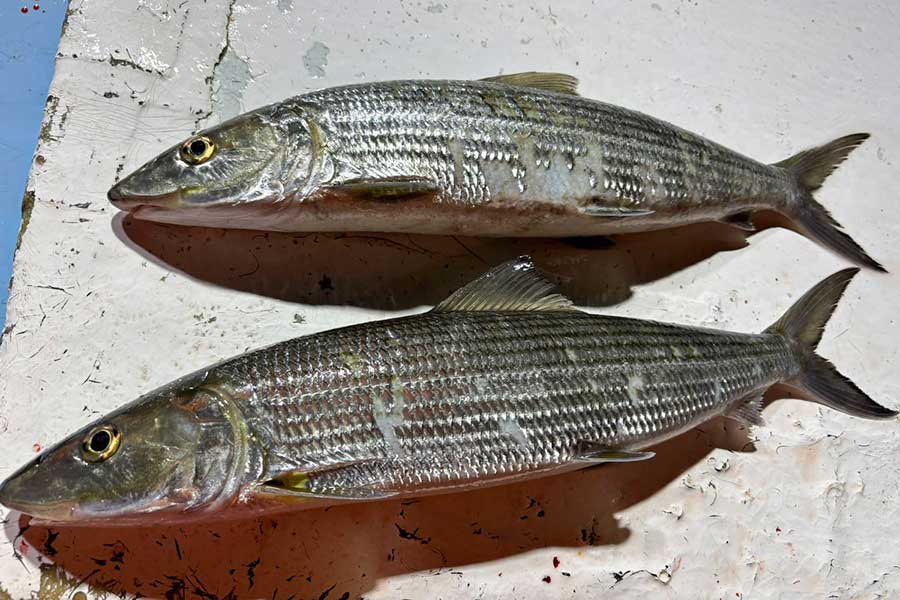 本来は暖かい海に生息するというソトイワシ【写真提供：出雲の釣り人“わや”（@turiaka0320）さん】