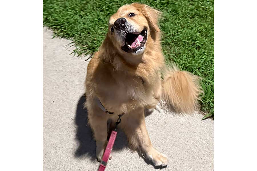 楽しそうな表情でカメラを見つめるアルフくん【写真提供：ALF（@ALF_Golden）さん】