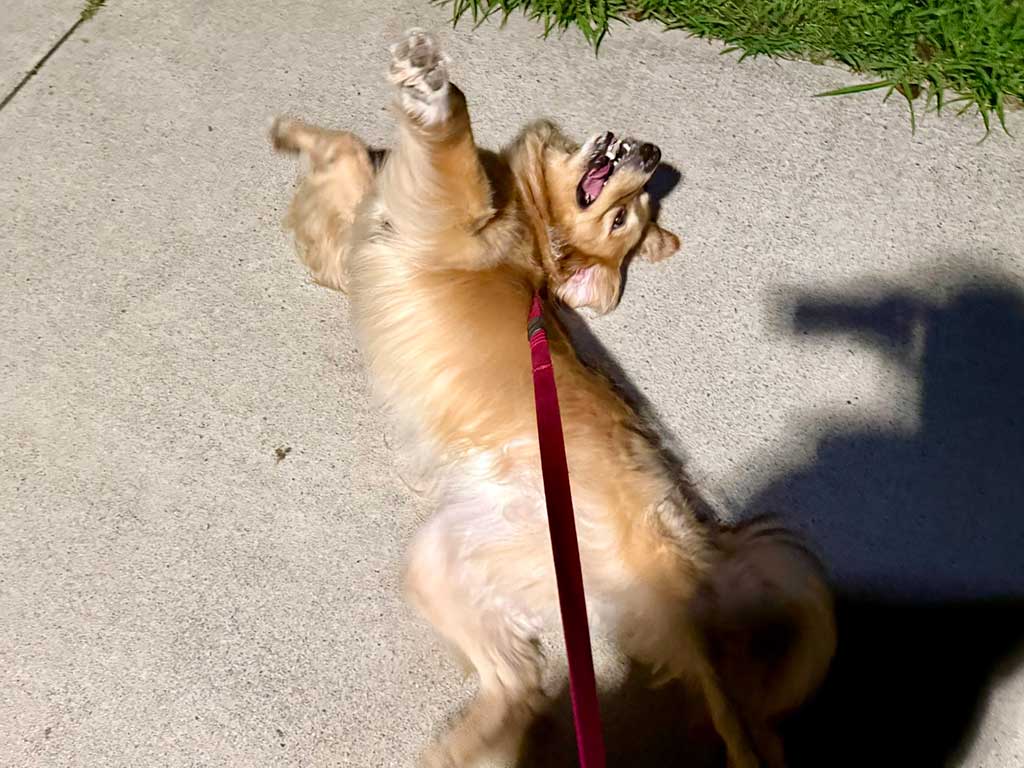 うれしそうにゴロンと横になるアルフくん【写真提供：ALF（@ALF_Golden）さん】