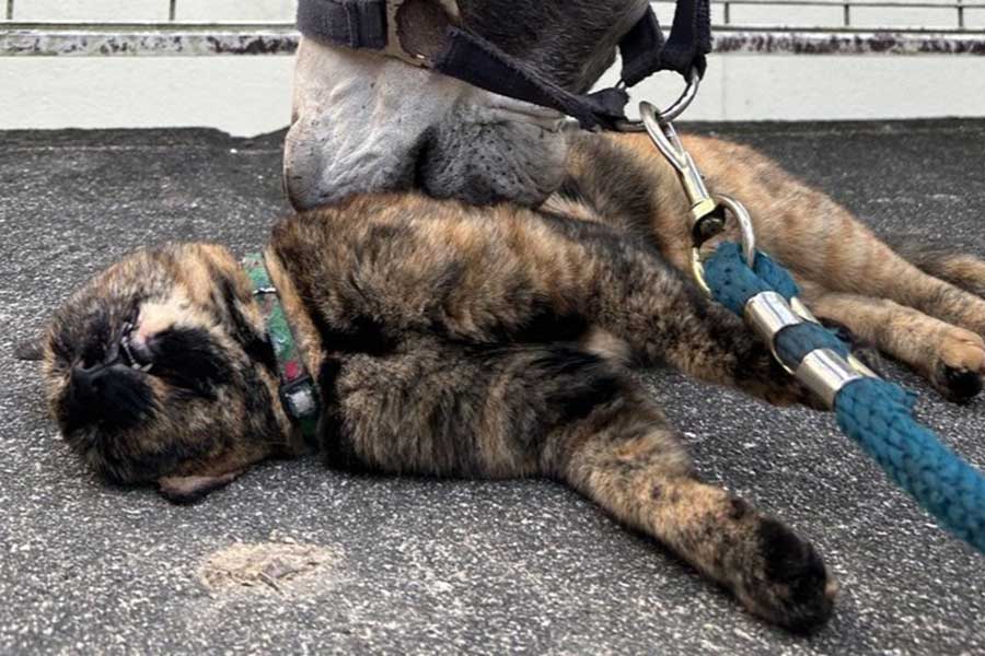 “ねこ吸い”しているのは…【写真提供：ツルキミ（@TJo95V15kl35013）さん】