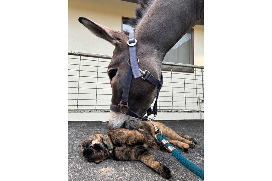 ゴロンと横になるチーちくちゃんを“ねこ吸い”するパリカールくん【写真提供：ツルキミ（@TJo95V15kl35013）さん】