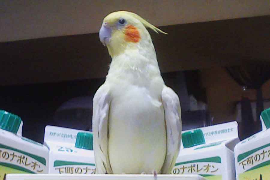 「いいちこ」の箱がお気に入りだったハナくん【写真提供：いいちこインコの飼い主＠花沢りん吉（@iichiko_hana）さん】