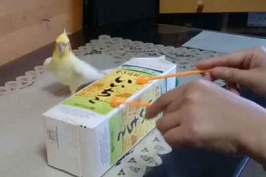 「いいちこ」の箱で遊ぶハナくん（スクリーンショット）