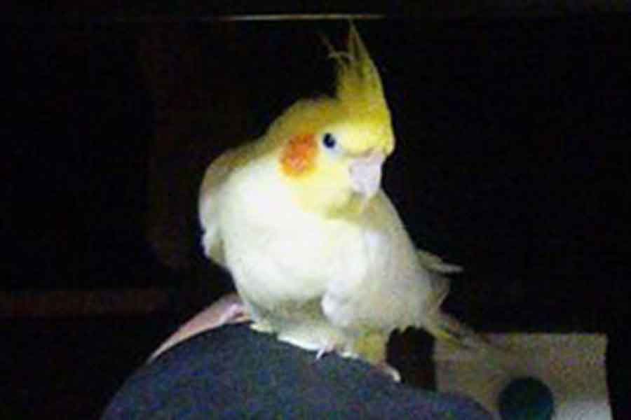 たくさんの愛情を注がれ、大切に育てられたハナくん【写真提供：いいちこインコの飼い主＠花沢りん吉（@iichiko_hana）さん】