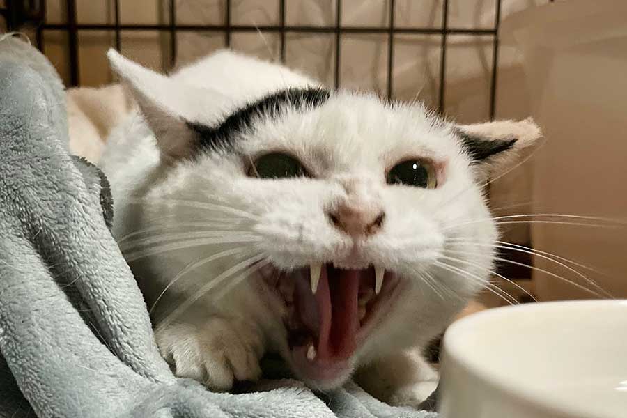 「シャー」と威嚇する静香さん【写真提供：massaging capsule（@massagingcapsul）さん】