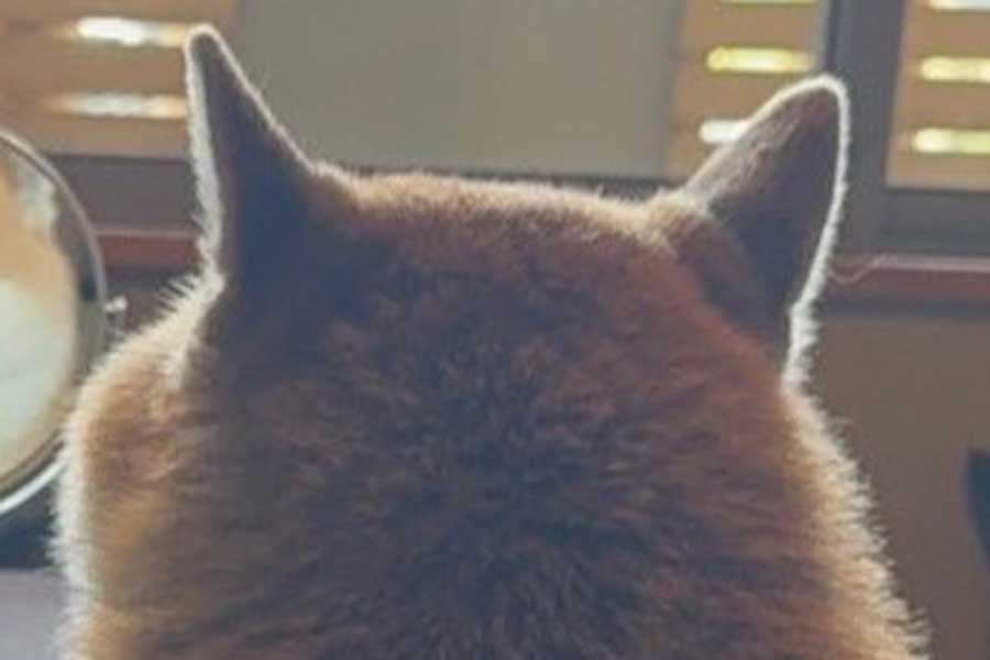 柴犬が見つめる先には…【写真提供:もちごめ兄弟(@mochigome810)さん】