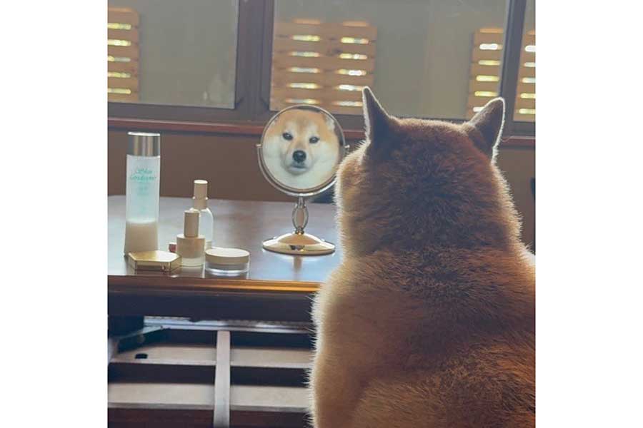 鏡越しに飼い主さんを“監視”するおもちくん【写真提供:もちごめ兄弟(@mochigome810)さん】