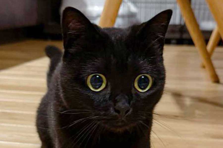 くりくりの目がかわいいハーブちゃん【写真提供：かわいい黒猫ハーブ（@herb_the_cat）さん】