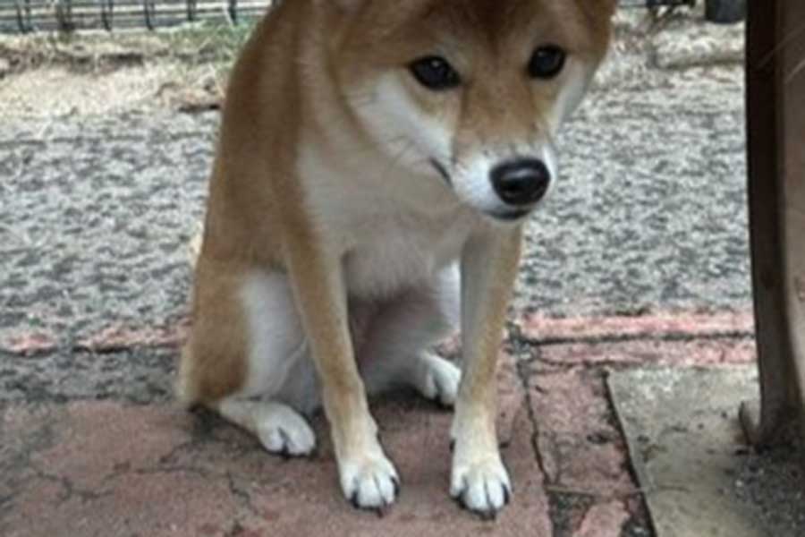 ドッグランで雨宿りする小雪ちゃん【写真提供：小雪　Koyuki（@_koyukilog_）さん】