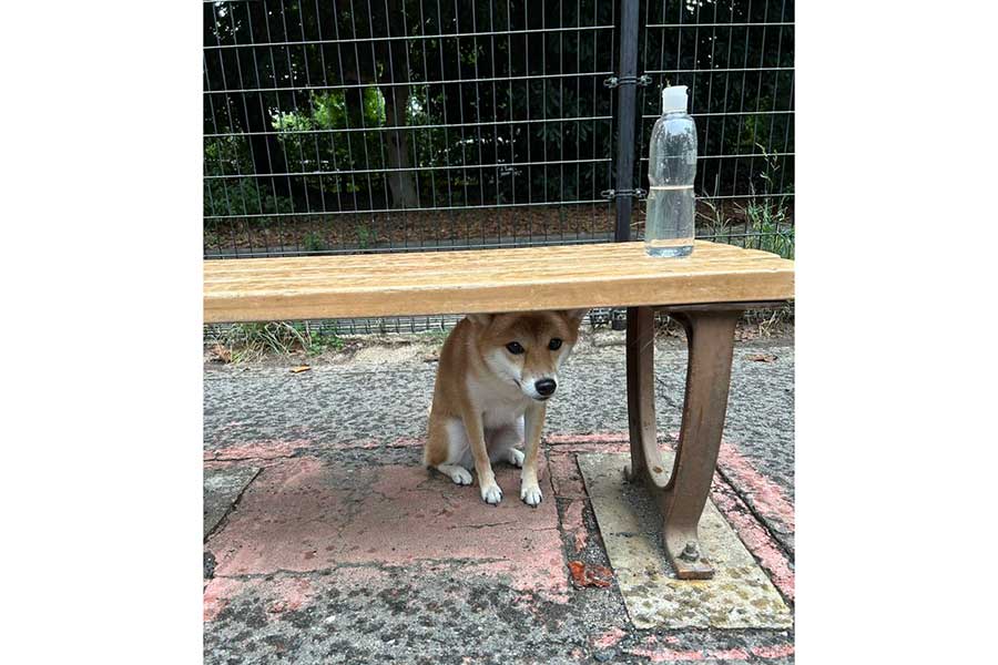 ドッグランのベンチで雨宿りする小雪ちゃん【写真提供：小雪　Koyuki（@_koyukilog_）さん】