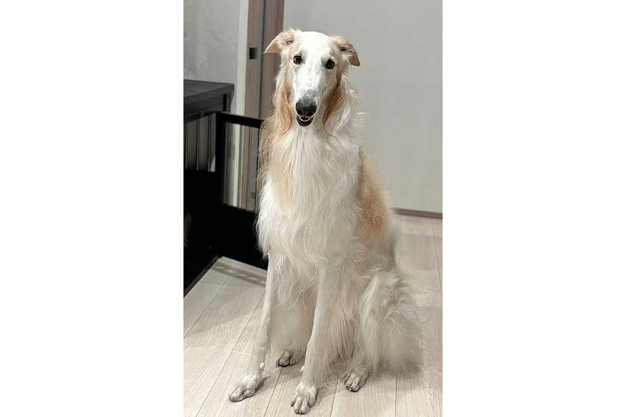 スラリとした姿が美しいベルくん【写真提供：ベル　ラム　ボルゾイ（@velzoi）さん】