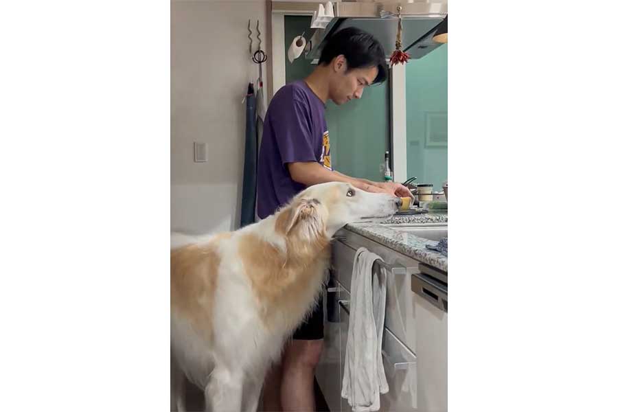 飼い主さんの隣で無言の圧をかけるベルくん（スクリーンショット）