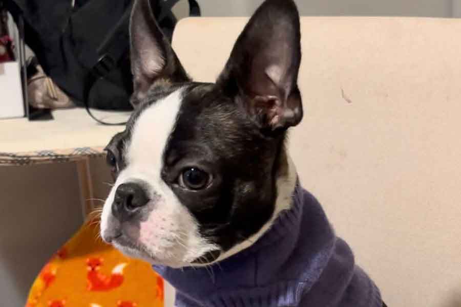 口元がとてもキュートなチャビィくん【写真提供：チャビィ Chaby（@boston_chaby）さん】