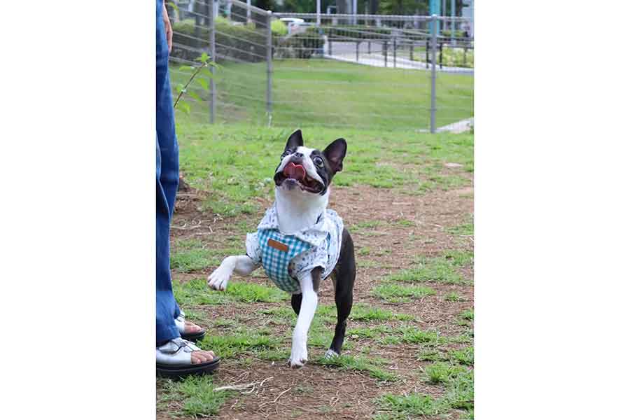 楽しそうに遊ぶチャビィくん【写真提供：チャビィ Chaby（@boston_chaby）さん】