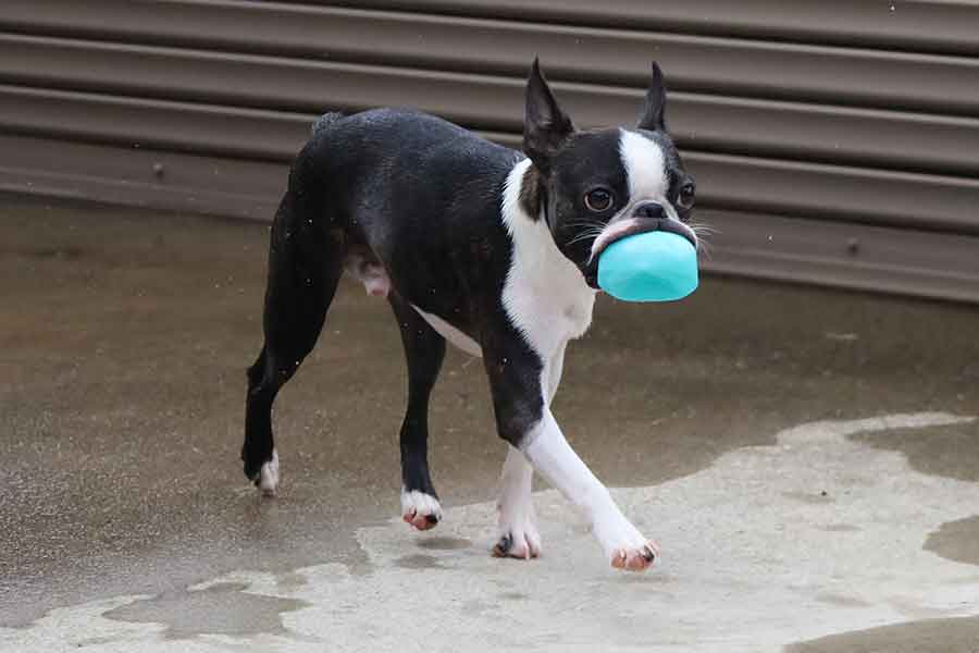 予想以上に伸びたチャビィくんの口元【写真提供:チャビィ Chaby(@boston_chaby)さん】