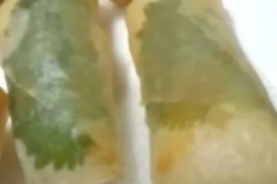 シソに苦手意識があったものの、春巻きで克服（スクリーンショット）