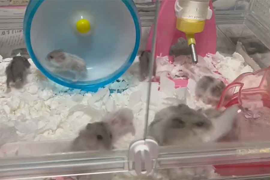 床材を変えてパニックになるハムスターたち（スクリーンショット）