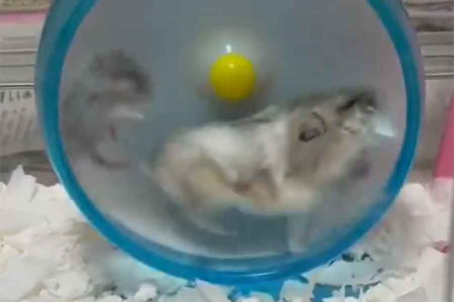 赤ちゃんが入ったまま、回し車を回すもんちゃん（スクリーンショット）