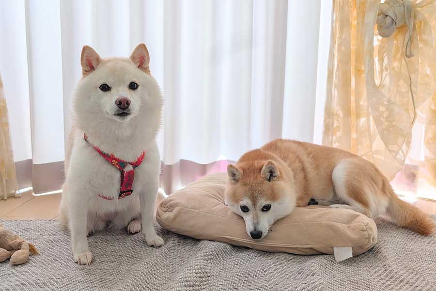 一緒に暮らす（左から）餅子ちゃんとくるみちゃん【写真提供：KURUMILK.SHIBAINU（@KURUMILK118）さん】