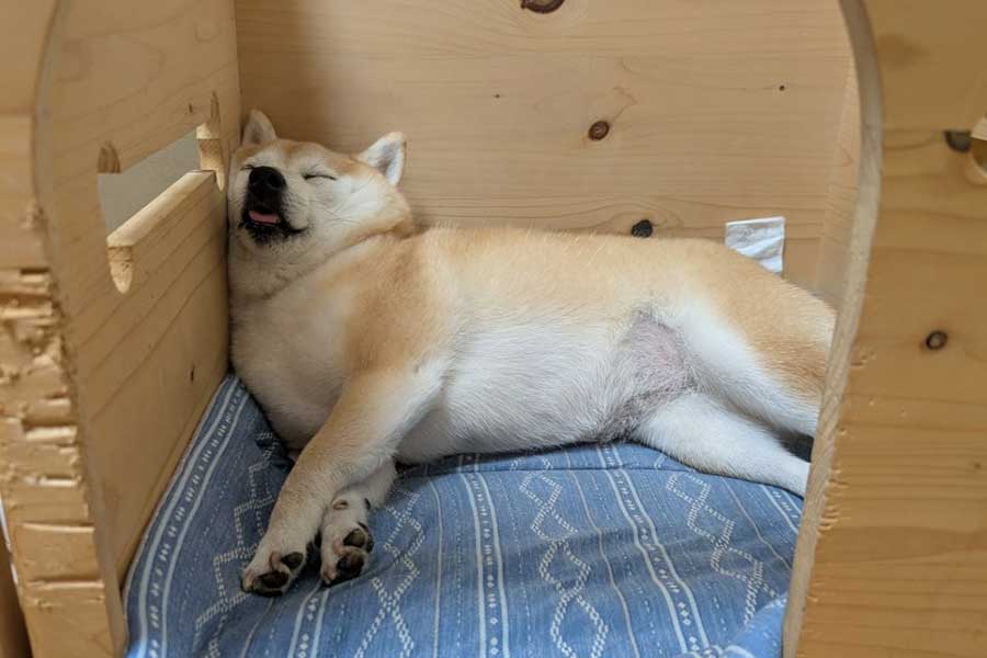 変な体勢で気持ち良さそうに眠るくるみちゃん【写真提供：KURUMILK.SHIBAINU（@KURUMILK118）さん】