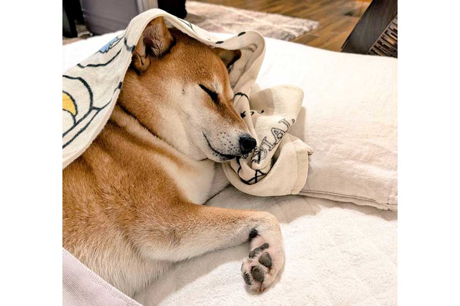 ベッドですやすやと眠るすずちゃん【写真提供：入間川いぬ散歩会（@IrumaRiverSanpo）さん】