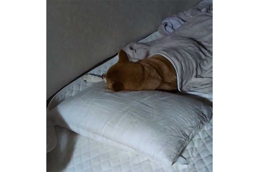 家族がいると思ったら、すずちゃんが…【写真提供：入間川いぬ散歩会（@IrumaRiverSanpo）さん】