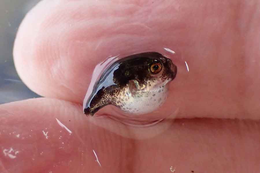 大村湾で出合った、フグの幼魚【写真提供：水ノ（@munabire）さん】