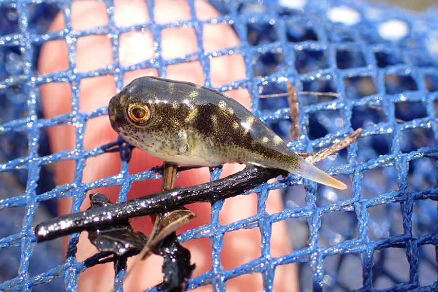 1週間後、同じ場所でまたフグと遭遇【写真提供：水ノ（@munabire）さん】