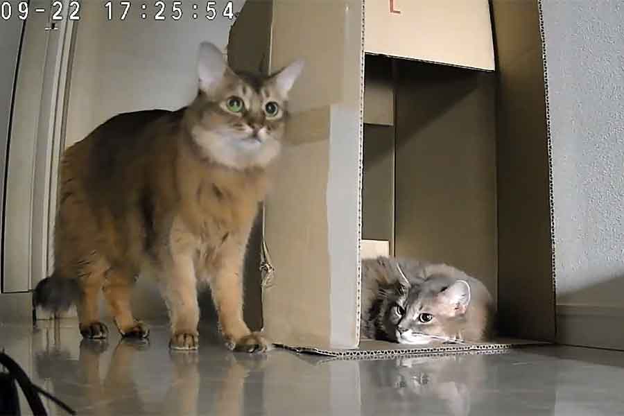 旅行中にペットカメラで愛猫の様子を見てみると…（スクリーンショット）