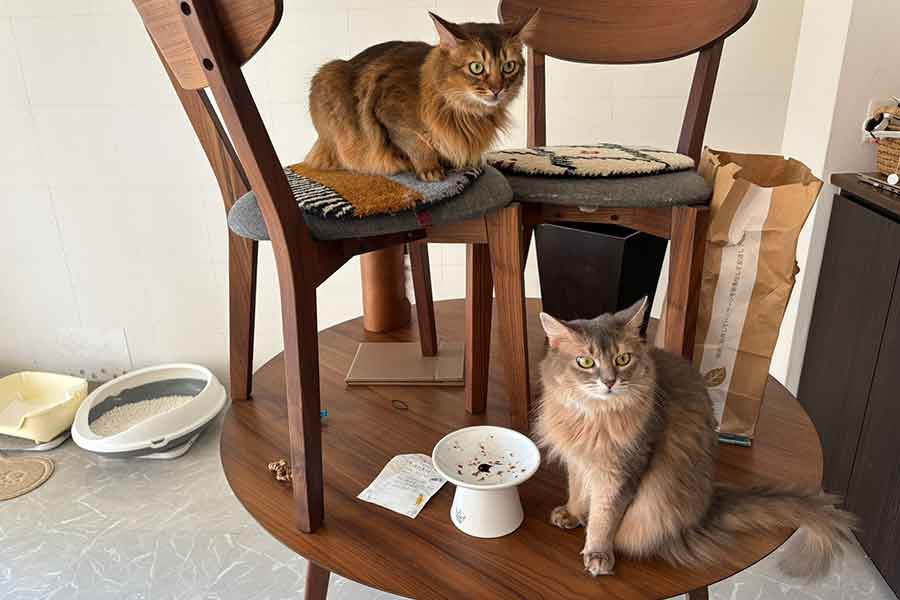 椅子とテーブルの上でくつろぐ（上から）コン太くんとはなちゃん【写真提供：とりねゆこ（@ZUfSk3ITiUPzAPW）さん】