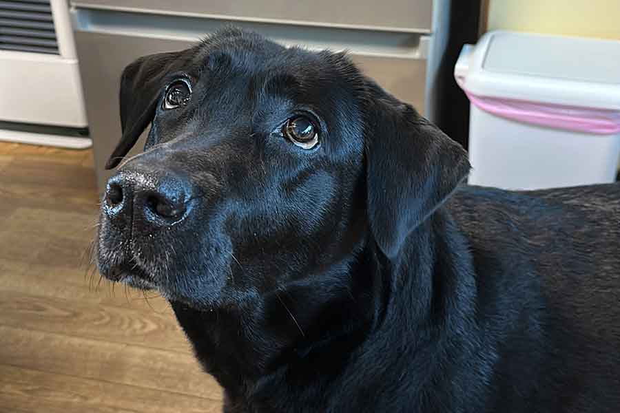 ツヤツヤな黒い毛並みの小梅ちゃん【写真提供：こうめ（@umekochanyo）さん】