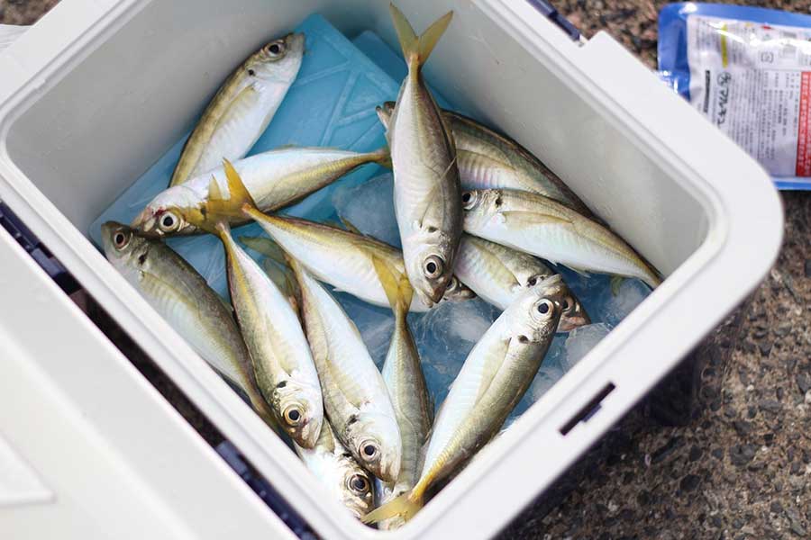 釣った魚はすぐにクーラーボックスへ（写真はイメージ）【写真：PIXTA】