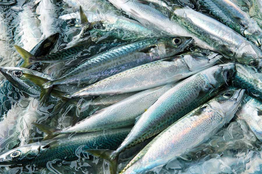 魚は温度管理が重要（写真はイメージ）【写真：PIXTA】