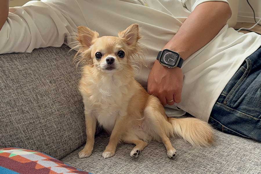 大好きな“パパ”と一緒にソファでくつろぐニコちゃん【写真提供：パパ大好きアカウント（@papa_love_dog）さん】