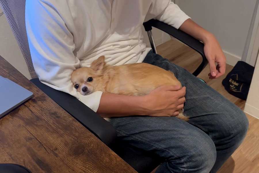“パパ”の仕事部屋に侵入して甘えるニコちゃん【写真提供：パパ大好きアカウント（@papa_love_dog）さん】