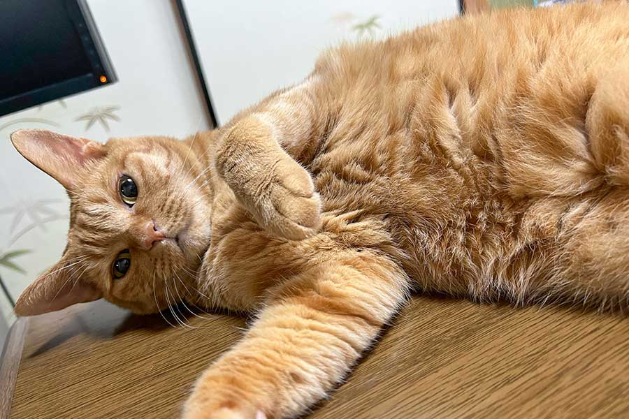 ゴロンと横になり、こちらを見つめるポン子ちゃん【写真提供：田中よーちん（@yochin_tanaka）さん】