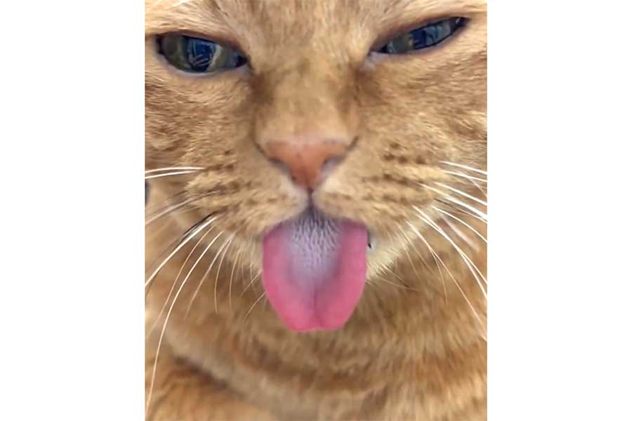 ベロンと舌をしまい忘れるポン子ちゃん（スクリーンショット）