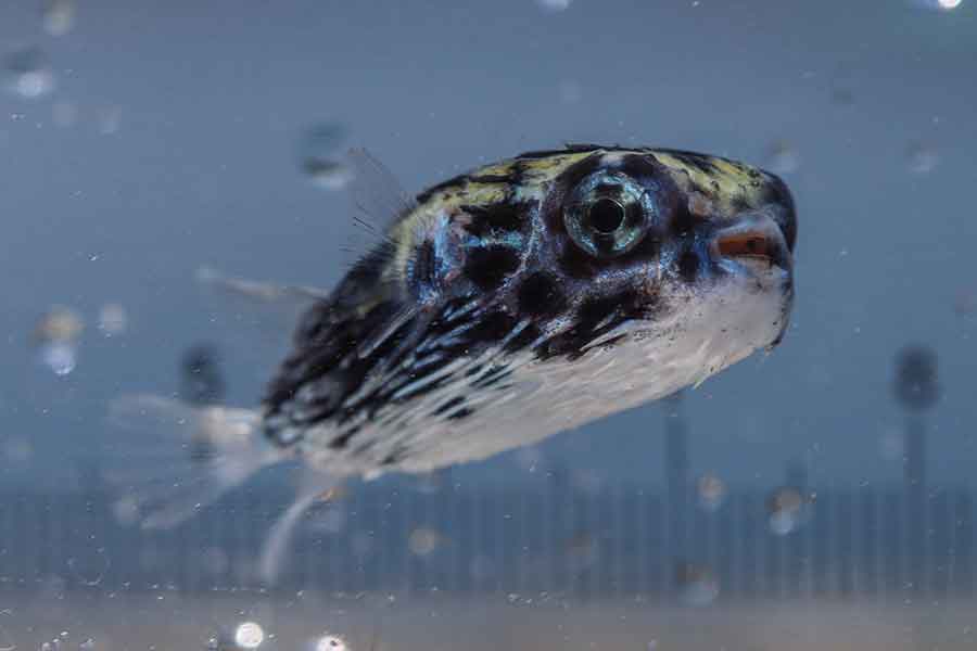 普段の海ではなかなか出合えないヤセハリセンボン【写真提供：てるお（@teruo_ikmono）さん】