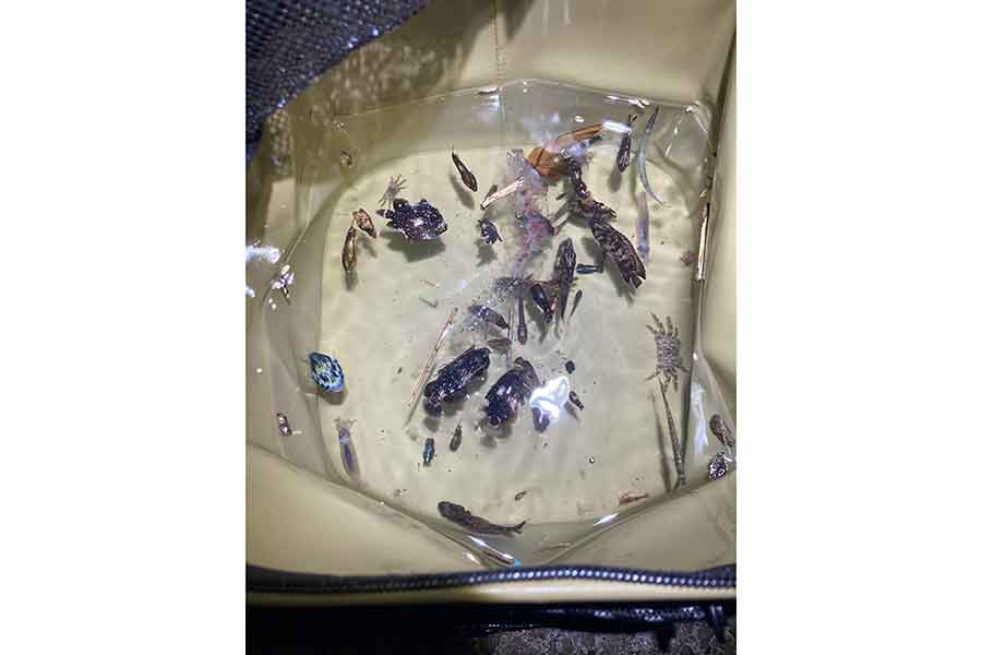 初めて採集することができた海洋生物も【写真提供：てるお（@teruo_ikmono）さん】