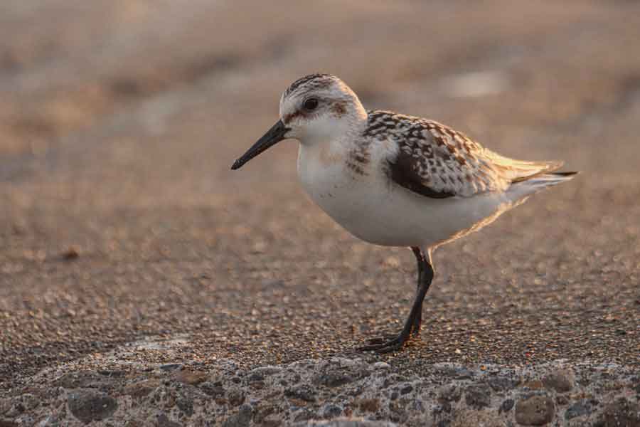 海洋生物だけでなく、ミユビシギといった鳥などの生き物にも注目【写真提供：てるお（@teruo_ikmono）さん】