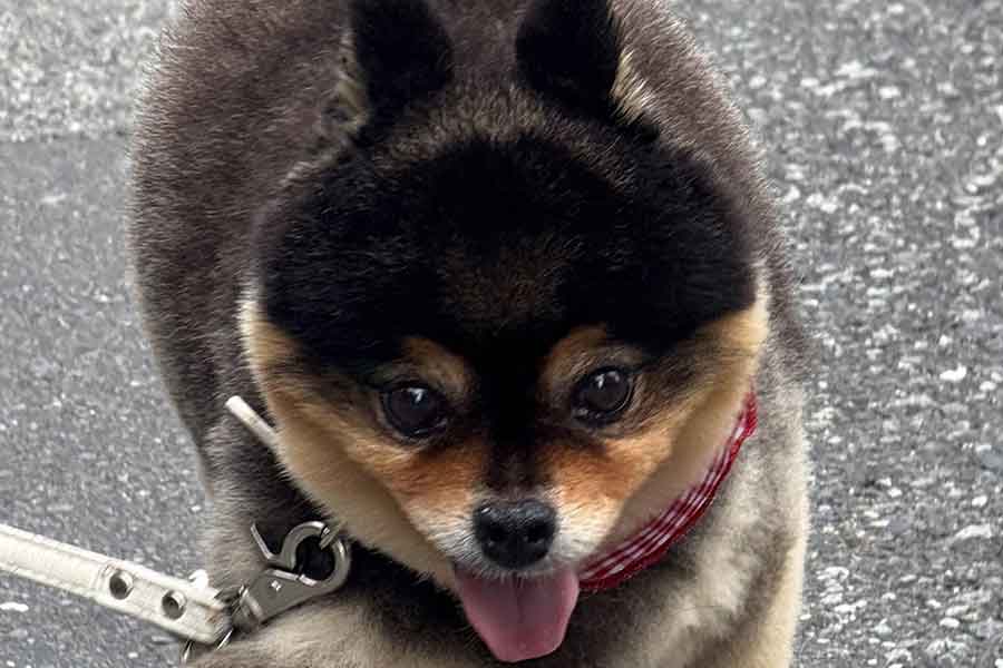 くりくりの目がかわいいたろ吉ちゃん【写真提供:たろ吉(メスのポメ)の飼い主(@kyabetubatake)さん】