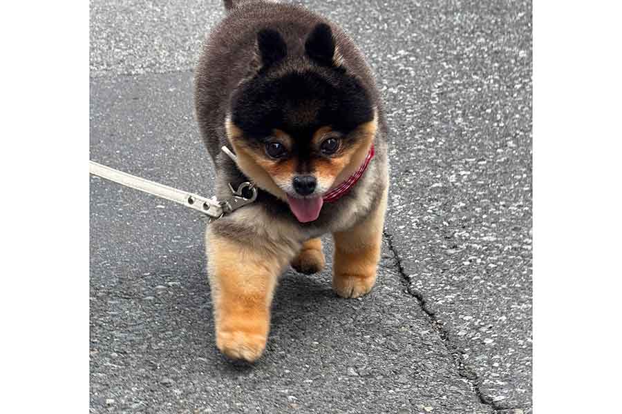 飼い主さんも「トラのよう」と感じたたろ吉ちゃんの前足【写真提供:たろ吉(メスのポメ)の飼い主(@kyabetubatake)さん】