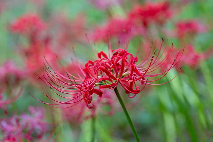 不吉なイメージを持つ人も多い彼岸花。群生すると圧巻光景に…（写真はイメージ）【写真：PIXTA】